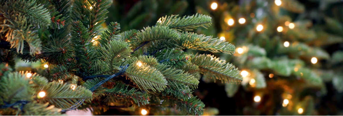 te ontvangen Ontspannend Samuel kerstbomen kopen - Tuincentrum Luyckx