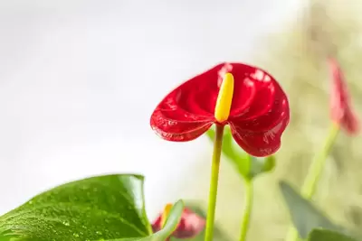 Anthurium kamerplant