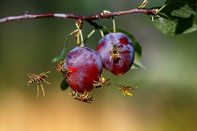 Anti-muggen en wespen tips voor huis en tuin