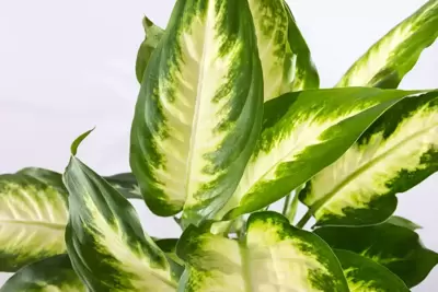 Dieffenbachia