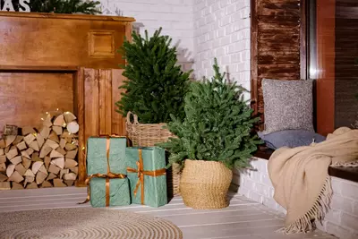 Groene trend: de kleine kerstboom