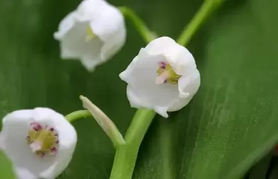 Meiklokjes en ander mei-moois