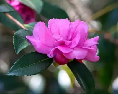 Camelia, een exotische schoonheid