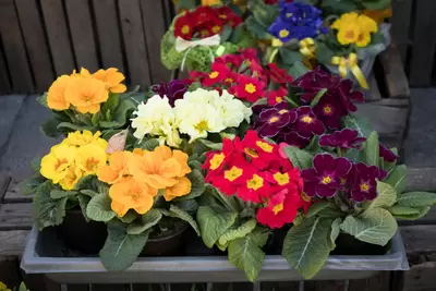 Ontdek de powervolle Primula