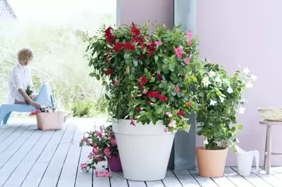 Tuinplant van de maand mei: Mandevilla