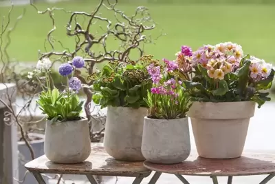 Voorjaarsverrassingen: tuinplanten van de maand februari