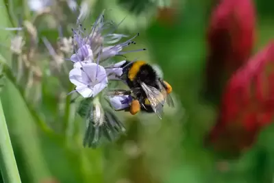 Week van de Bij: bijvriendelijke tuin