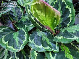 Calathea