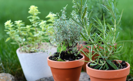 Kruiden in de tuin